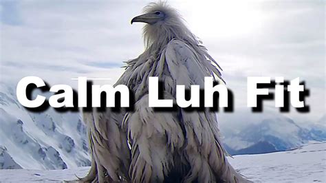 what is luh calm fit|luh calm fit bird meme.